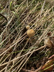 Agrocybe pediades