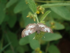 Chiomara georgina georgina