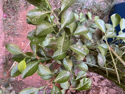 Citrus maxima image