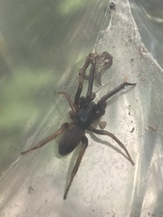 Dysderidae