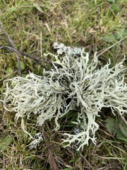 Ramalina farinacea