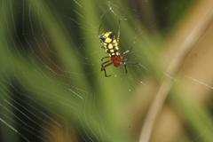 Micrathena funebris
