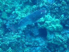 Scarus rubroviolaceus