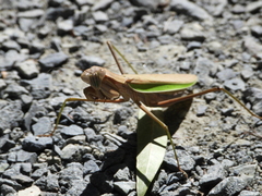 Tenodera sinensis