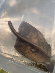 Parajulidae