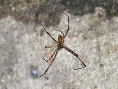 Araneae