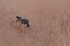 Simuliidae