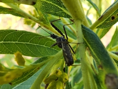 Harpactorini