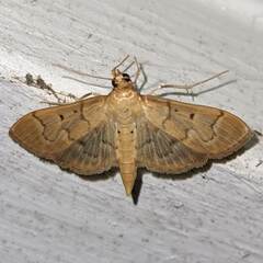 Herpetogramma bipunctalis