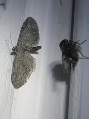 Eupithecia vulgata