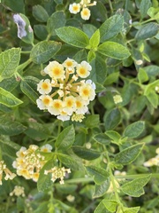 Lantana