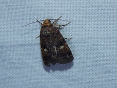 Athetis leuconephra