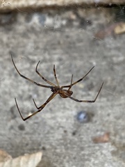 Araneae
