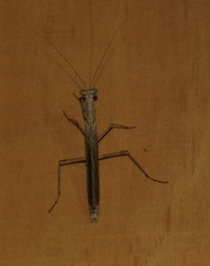 Litaneutria