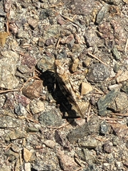 Trimerotropini