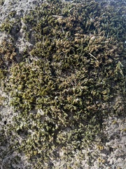 Grimmia laevigata