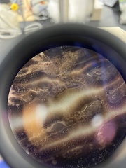 Aureobasidium pullulans