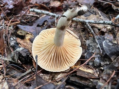 Lactarius subplinthogalus