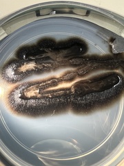 Aureobasidium pullulans