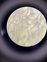 Aureobasidium pullulans