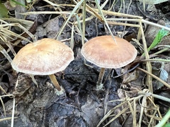 Collybiopsis peronata