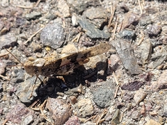 Trimerotropini