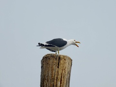 Larus dominicanus