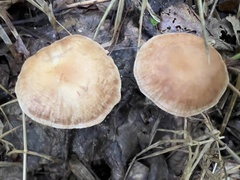 Collybiopsis peronata