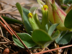 Tripodion tetraphyllum