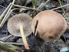 Collybiopsis peronata