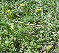 Erysimum leptophyllum