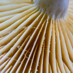 Lactarius subplinthogalus