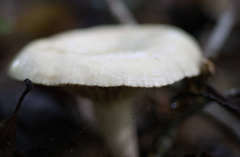 Lactarius subplinthogalus