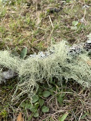 Usnea dasopoga