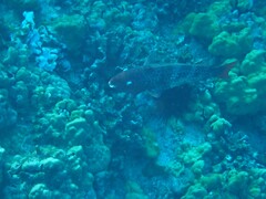 Scarus rubroviolaceus