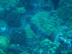 Scarus rubroviolaceus