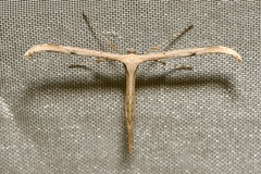 Emmelina