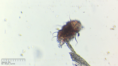 Echiniscus