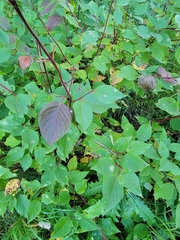 Cornus sericea