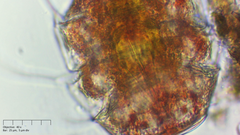 Echiniscus