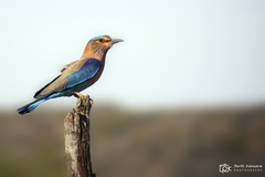 Coracias benghalensis