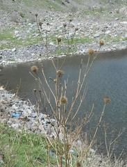 Dipsacus strigosus