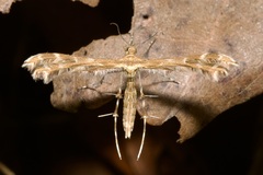 Oxyptilus