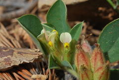 Tripodion tetraphyllum