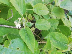 Croton ciliatoglandulifer