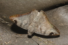 Arteurotia tractipennis tractipennis