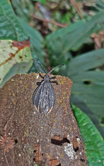 Calopteron