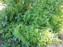 Croton ciliatoglandulifer