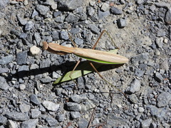 Tenodera sinensis