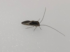 Psocidae